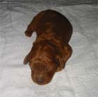 �g�C�E�v�[�h���B���X�i���b�h�j�ԃ��{��