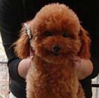 �g�C�E�v�[�h���i���b�h�j�����E�W���j�A�N