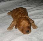 �g�C�E�v�[�h���E���X�i�A�v���R�b�g�j