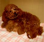 �g�C�E�v�[�h���i���b�h�j�ꌢ�E���������