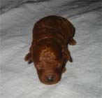 �g�C�E�v�[�h���B���X�i���b�h�j�����{��