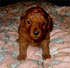 �g�C�E�v�[�h���E���X�i���b�h�j�ԃ��{��