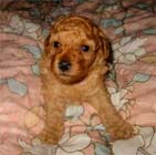 �g�C�E�v�[�h���E���X�i�A�v���R�b�g�j