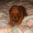 �g�C�E�v�[�h���E���X�i���b�h�j�����{��