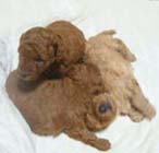 �g�C�E�v�[�h���E�q���B�E����