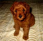 �g�C�E�v�[�h���E���X�i���b�h�j�ԃ��{��