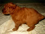 �g�C�E�v�[�h���E���X�i���b�h�j�ԃ��{��