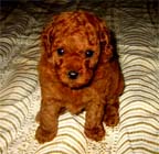 �g�C�E�v�[�h���E���X�i���b�h�j�����{��