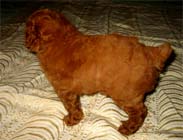 �g�C�E�v�[�h���E���X�i���b�h�j�����{��