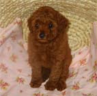 �g�C�E�v�[�h���E���X�i���b�h�j�ԃ��{��