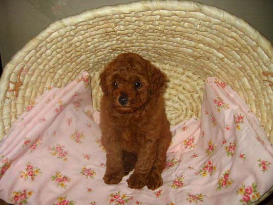 �g�C�v�[�h���E���b�h�E���X�E�q���摜���q���̔��E�q�����[�i�`�������}�C���h����]