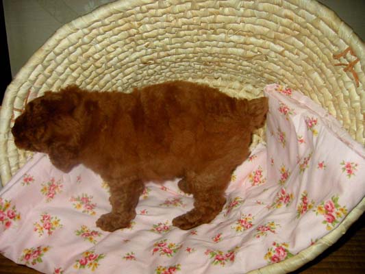 �g�C�v�[�h���E���b�h�E���X�E�q���摜���q���̔��E�q�����[�i�`�������}�C���h����]