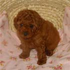 �g�C�E�v�[�h���E���X�i���b�h�j�����{��