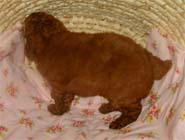 �g�C�E�v�[�h���E���X�i���b�h�j�����{��