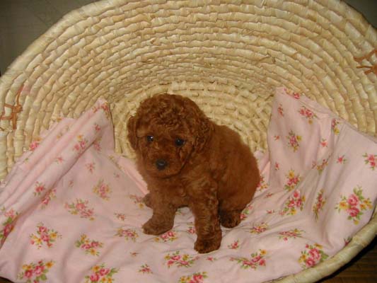 �g�C�v�[�h���E���b�h�E���X�E�q���摜���q���̔��E�q�����[�i�`�������}�C���h����]