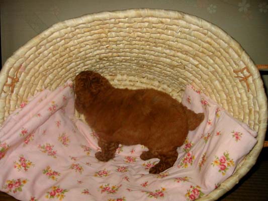 �g�C�v�[�h���E���b�h�E���X�E�q���摜���q���̔��E�q�����[�i�`�������}�C���h����]