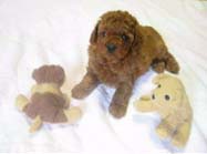 �g�C�E�v�[�h���E���X�i���b�h�j�����{��[����]