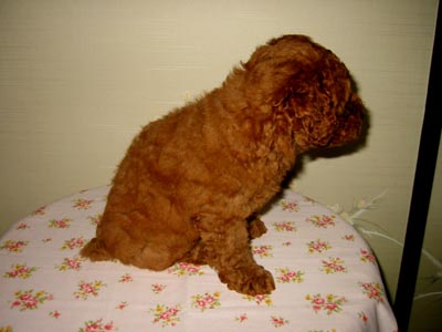 �g�C�v�[�h���E���b�h�E���X�E�q���摜���q���̔��E�q�����[�i�`�������}�C���h����]