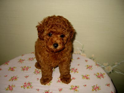 �g�C�v�[�h���E���b�h�E���X�E�q���摜���q���̔��E�q�����[�i�`�������}�C���h����]