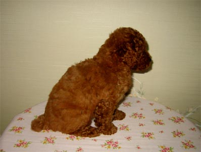 �g�C�v�[�h���E���b�h�E���X�E�q���摜���q���̔��E�q�����[�i�`�������}�C���h����]