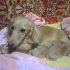 �ꌢ�E�~�j�`���A�E�_�b�N�X