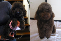 �����F�|�����X�N�@�ꌢ�F���������