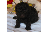 �ԍ��F15006�@�v�[�h���E�g�C�@�u���E���@���X�@2/1��