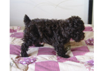 �ԍ��F15005�@�v�[�h���E�g�C�@�u���E���@���X�@2/1��