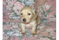 �ԍ��F17007�@�_�b�N�XM�E�����O�@�s���A�N���[���@���X�@8/15��