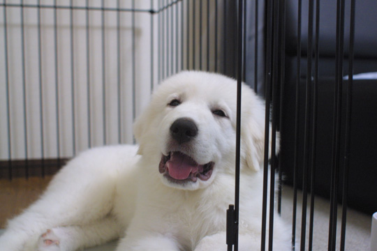 �O���[�g�s���j�[�Y