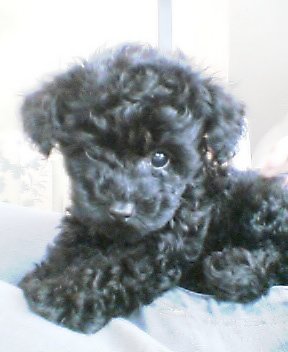 �v�[�h���E�g�C