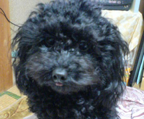 �v�[�h���E�g�C