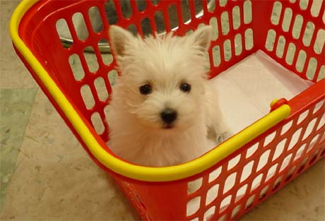 �E�G�X�e�B