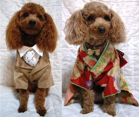 �v�[�h���E�g�C�@�p���N�������[�����